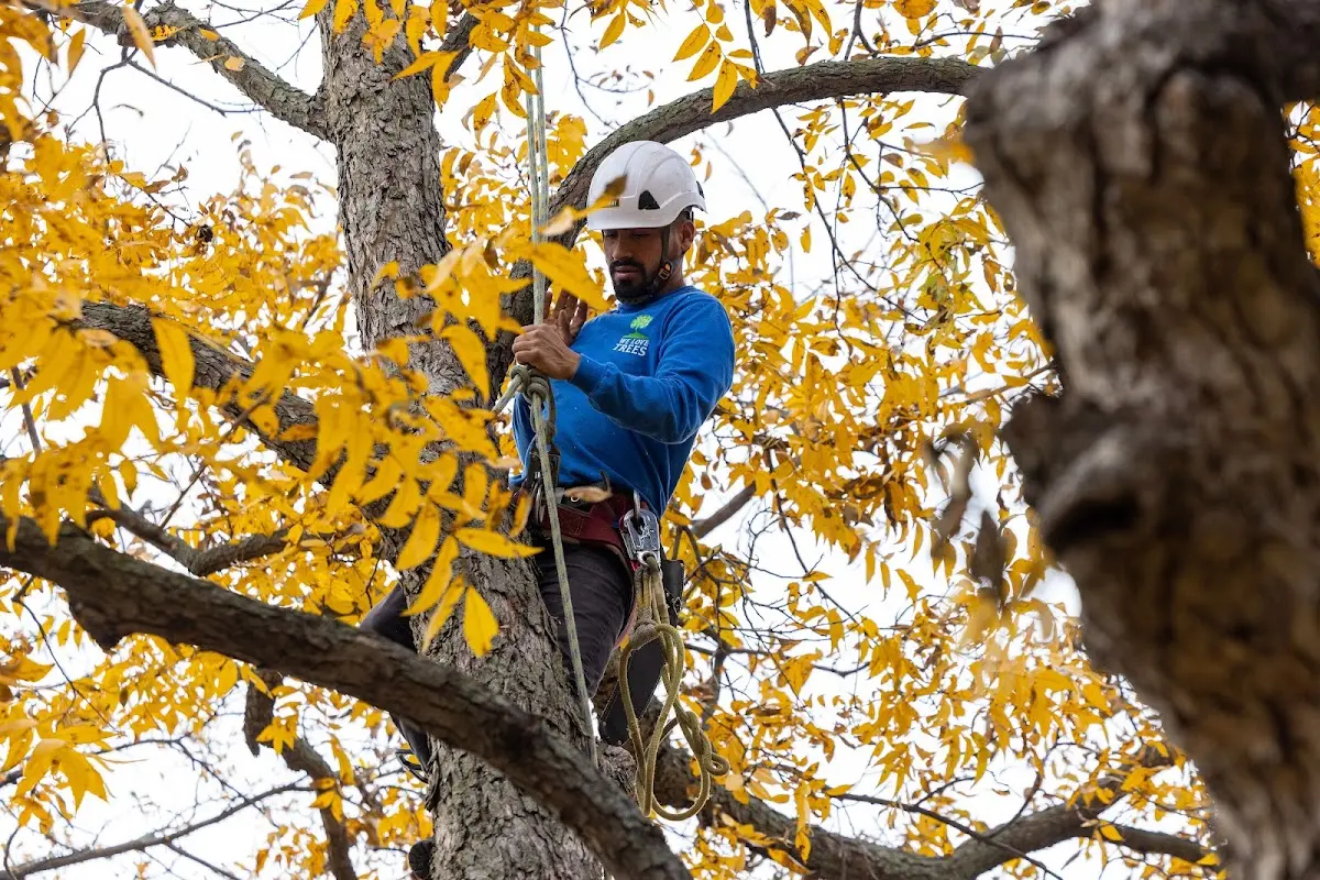 Skilled Tree Transplanting crew working in Jamestown